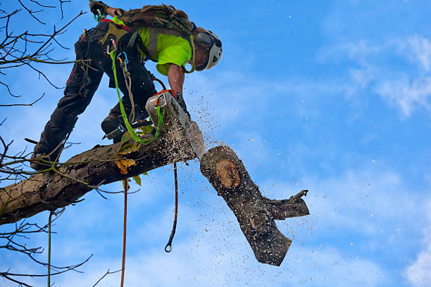 Best Tree Maintenance Programs  in Ash Grove, MO